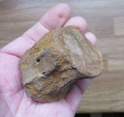 Plesiosaur vertebra from Abingdon