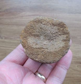 Plesiosaur vertebra from Abingdon