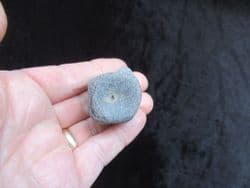 Plesiosaurus dolichodeirus tail Vertebra