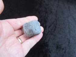 Plesiosaurus dolichodeirus tail Vertebra