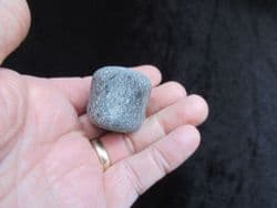 Plesiosaurus dolichodeirus tail Vertebra