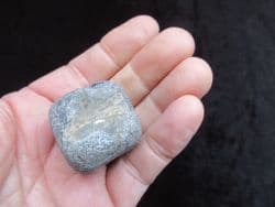 Plesiosaurus dolichodeirus tail Vertebra