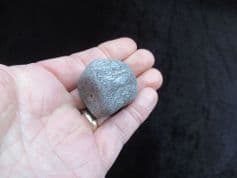 Plesiosaurus dolichodeirus tail Vertebra