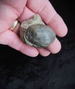 Pleuromya cf. donica (Agassiz) from Sengenthal