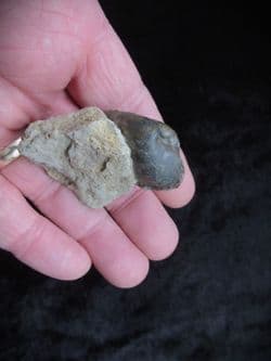 Pleuromya cf. donica (Agassiz) from Sengenthal