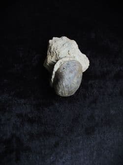 Pleuromya cf. donica (Agassiz) from Sengenthal