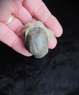 Pleuromya cf. donica (Agassiz) from Sengenthal