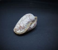 Pleuromya  costata juvenile specimen