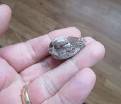 Pleuromya  costata juvenile specimen