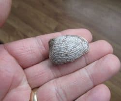 Pleuromya  costata juvenile specimen