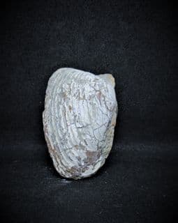 Pleuromya costata juvenile specimen