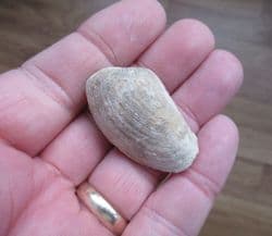 Pleuromya uniformis (Sowerby 1813)