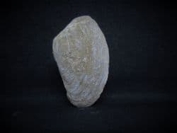 Pleuromya uniformis (Sowerby 1813)