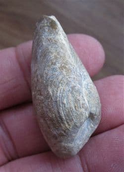 Pleuromya uniformis (Sowerby 1813)