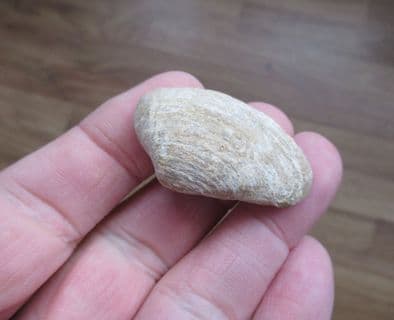 Pleuromya uniformis (Sowerby 1813)