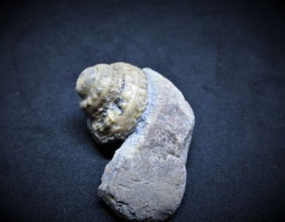 Pleurotomaria anglica (Sowerby 1818)