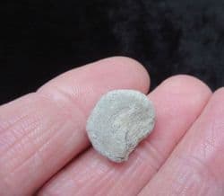 Pleurotomaria from Herbury,Dorset