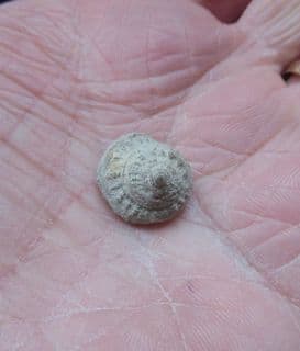 Pleurotomaria from Herbury,Dorset