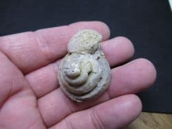 Pleurotomaria  from  Illminster