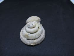 Pleurotomaria  from  Illminster