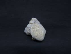 Pleurotomaria  from  Illminster