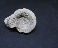Pleurotomaria  from  Illminster