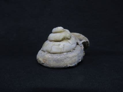 Pleurotomaria  from  Illminster