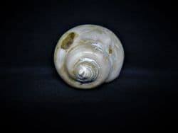 Pleurotomaria large polished sea snail