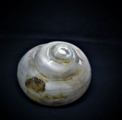 Pleurotomaria large polished sea snail