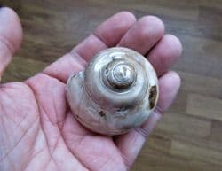 Pleurotomaria large polished sea snail