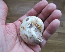 Pleurotomaria large polished sea snail