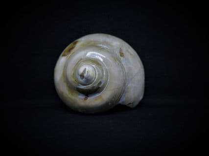 Pleurotomaria large polished sea snail