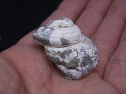 Pleurotomaria  Similis  (J.Sowerby)