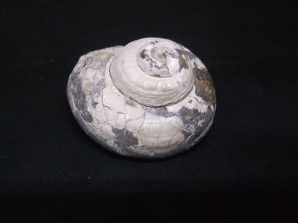 Pleurotomaria  Similis  (J.Sowerby)