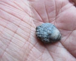 Plicatula  spinosa (J.Sowerby)