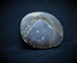 Pliosaur bone cut & Polished