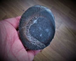 Pliosaur bone cut & Polished