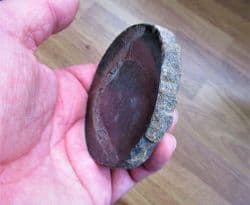 Pliosaur bone cut & Polished