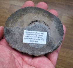 Pliosaur bone cut & Polished