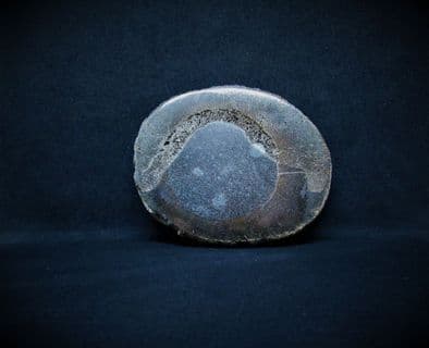 Pliosaur bone cut & Polished