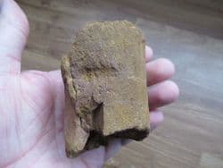 Pliosaur propodial from Faringdon