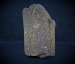 Pliosaur propodial from Faringdon