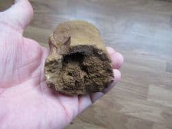 Pliosaur propodial from Faringdon