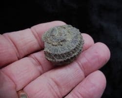 Poleumita discors Silurian sea snail