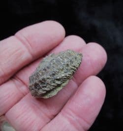 Poleumita discors Silurian sea snail