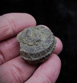 Poleumita discors Silurian sea snail