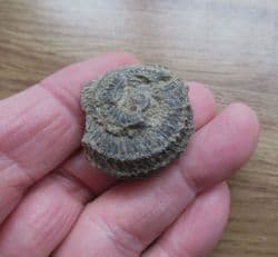 Poleumita discors Silurian sea snail