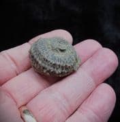 Poleumita discors Silurian sea snail