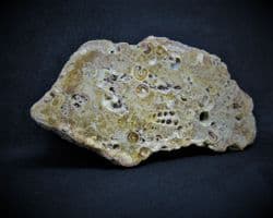 Polished bed of Tympnotus gastropods