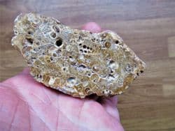 Polished bed of Tympnotus gastropods